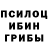 Псилоцибиновые грибы Cubensis INDOMENYS PLAY